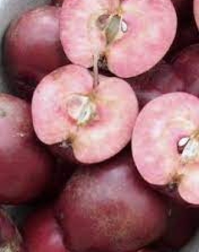 Säulenapfelbaum Maypole auf M7, Cont. 5l