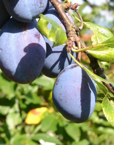 Pflaume Čačanská Najbolja auf Myrobalan, wurzelnackt