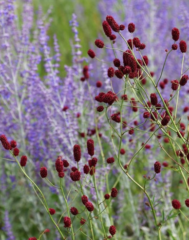 Großer Wiesenknopf ´Red Thunder´