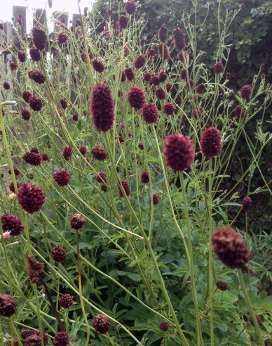 Großer Wiesenknopf ´Red Thunder´