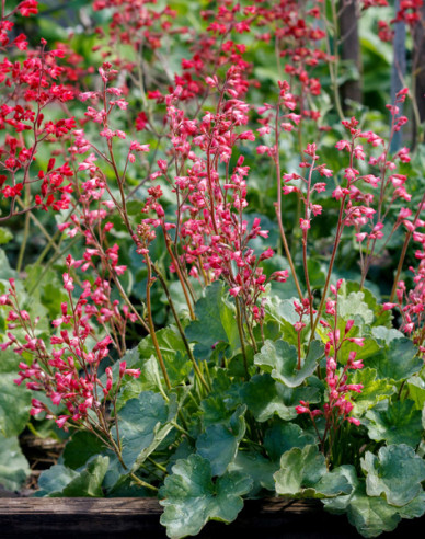 Purpurglöckchen Ruby Bells
