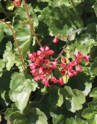 Purpurglöckchen Ruby Bells