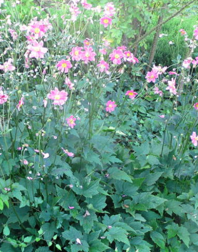 Herbst - Anemone  Prinz Heinrich
