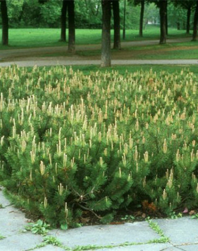 Iberische Kiefer 40 - 50cm