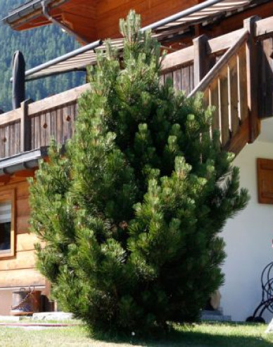 Iberische Kiefer 40 - 50cm