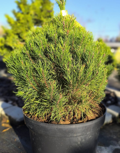Iberische Kiefer 40 - 50cm