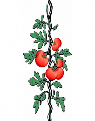 Tomatenspirale 180cm