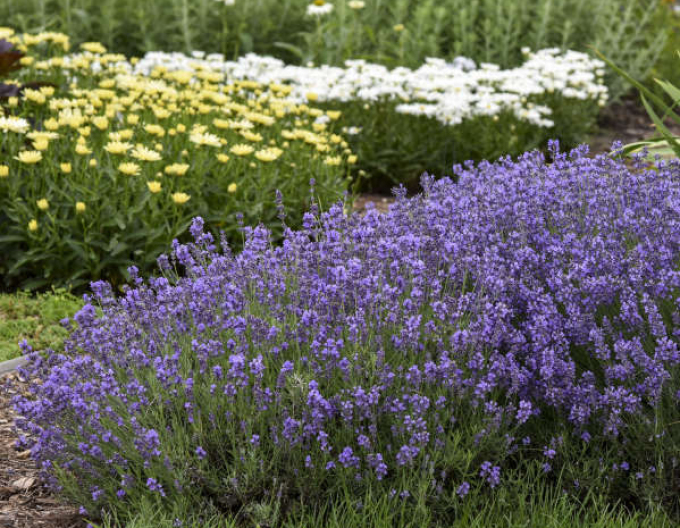 Lavendel schmalblättrig Munstead