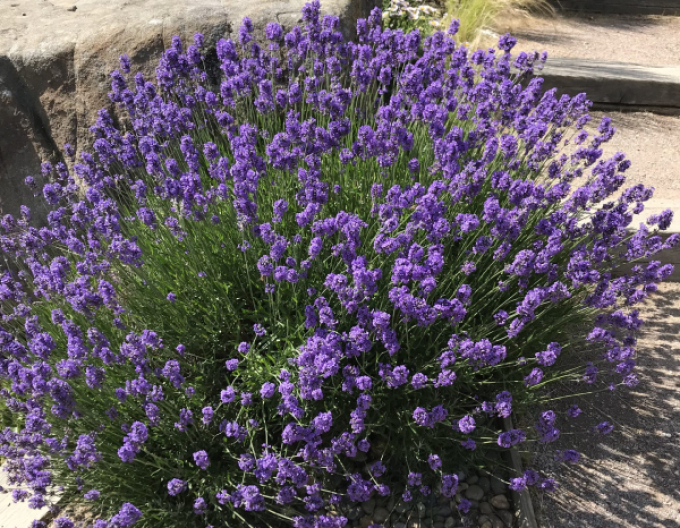 Lavendel schmalblättrig Munstead
