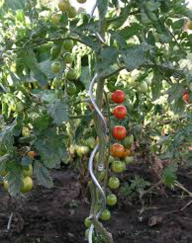 Tomatenspirale 180cm