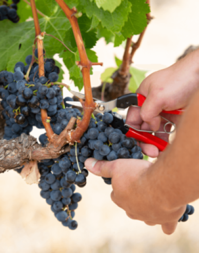 FELCO 8 Scheren + FELCO 321 Erntescheren