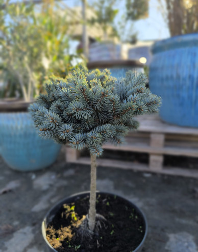 Fichte Pali - Stämmchen