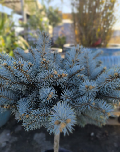 Fichte ´Glauca Globosa´ Stämmchen