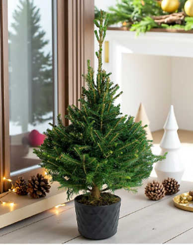 Fichte (Omorika) 40/60cm, cont.