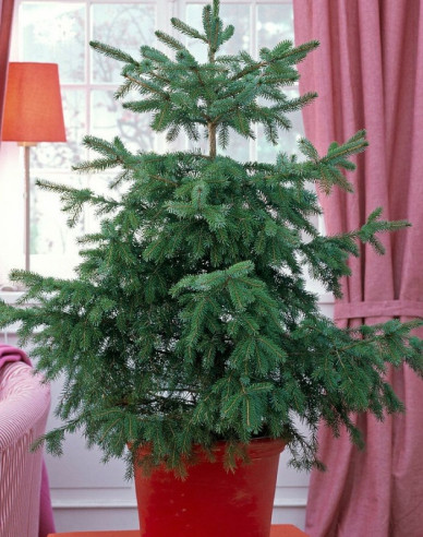 Fichte (Omorika) 80/100cm, cont.