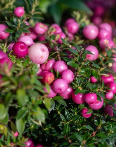 Gaultheria mucronata
