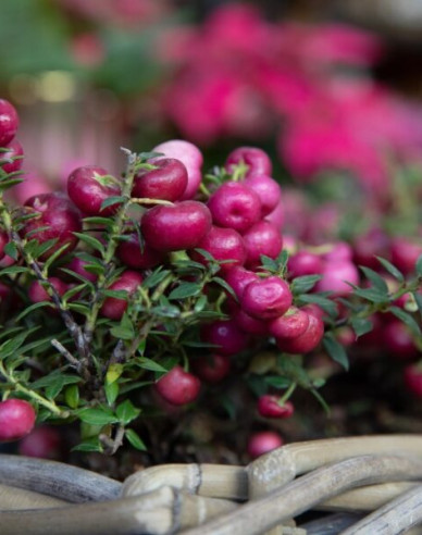 Gaultheria mucronata