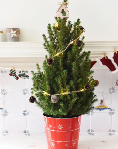 Zuckerhutfichte Conica