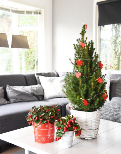 Zuckerhutfichte Conica