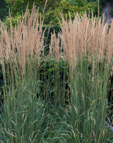 Reitgras Karl Foerster 9x9