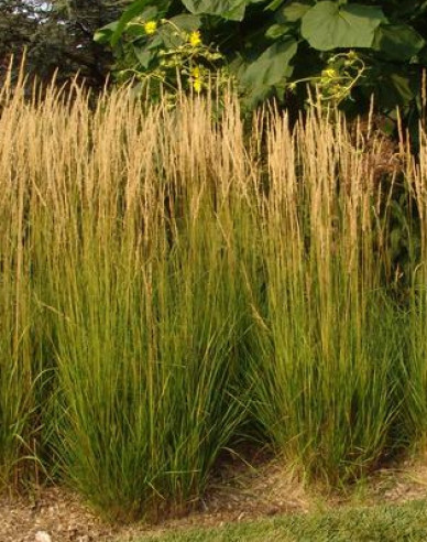 Reitgras Karl Foerster 9x9