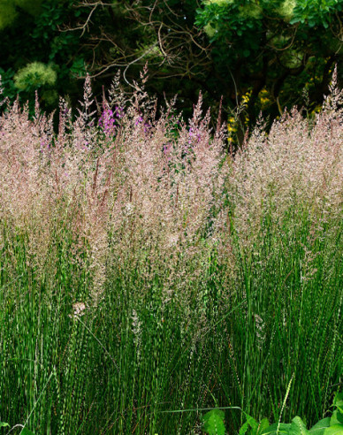 Reitgras Karl Foerster 9x9