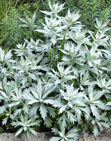 Palina Valerie Finnis