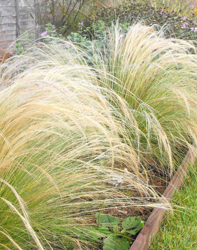 Federgras ´Pony Tails´