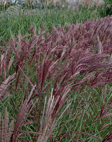 Ornamental Chinese Red Chief