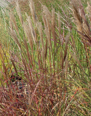 Ornamental Chinese Red Chief