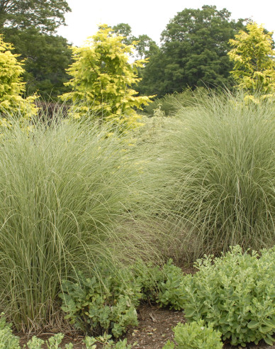 Chinaschilf Morning Light