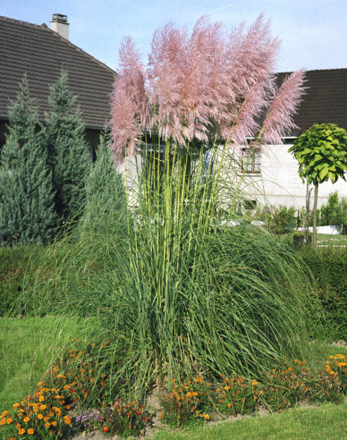 Pampasgras - Cortaderia  Rosea