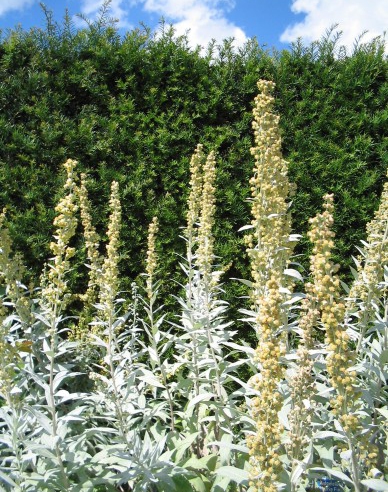 Palina Valerie Finnis