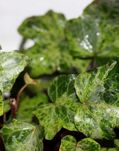 Kletternder Efeu Marmorata