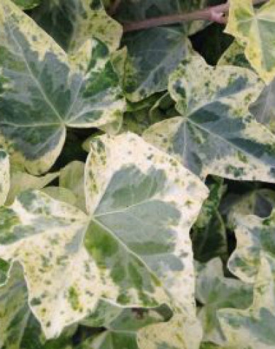 Kletternder Efeu Marmorata