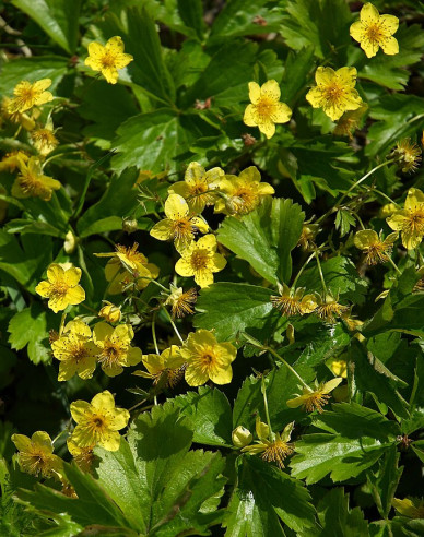 Dreiblättrige Waldsteinie