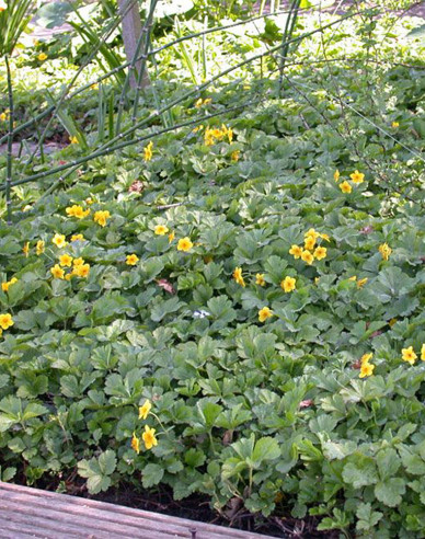 Dreiblättrige Waldsteinie