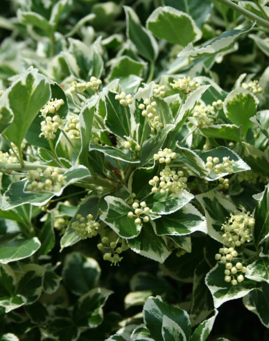 Euonymus fortunei "EMERALD GAIETY"