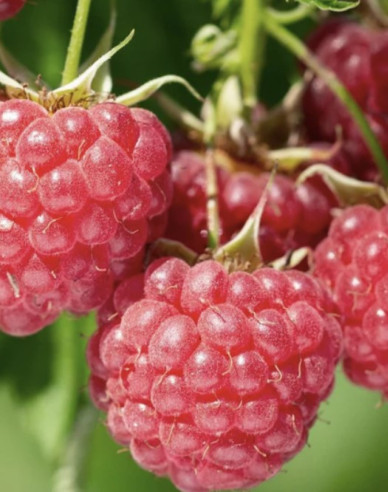 Rote Himbeere Bohéme - immertragende