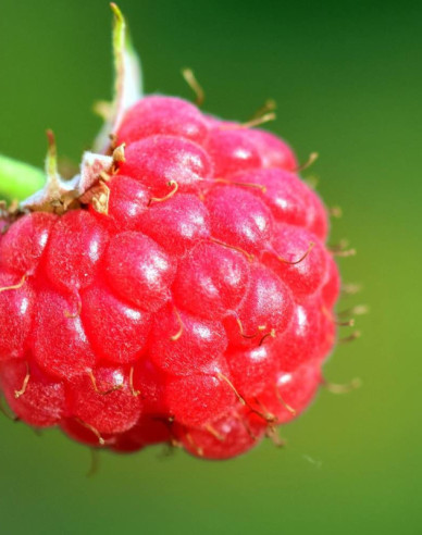 Rote Himbeere Bohéme - immertragende