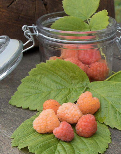 Gelbe Himbeere Valentina immertragende