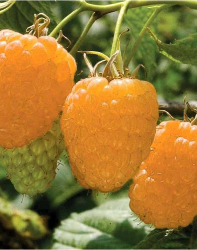 Gelbe Himbeere Valentina immertragende