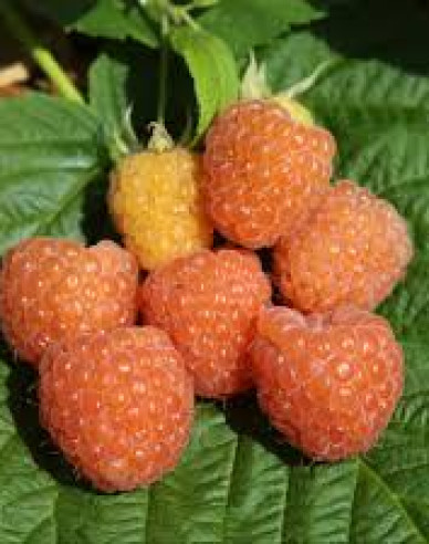 Gelbe Himbeere Valentina immertragende