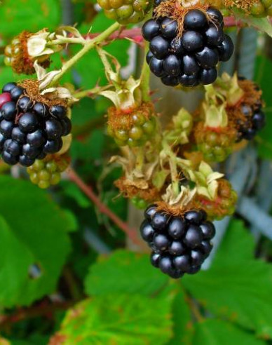 Brombeere "Black Satin"