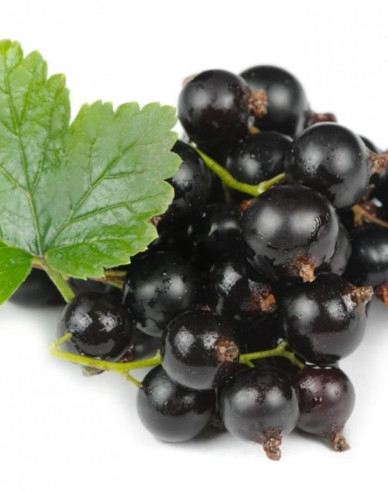 Schwarze Johannisbeere Otelo Hochstämmchen, cont. 2l