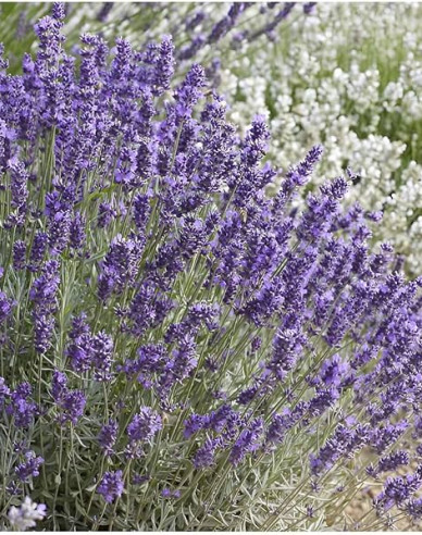 Lavendel Hidcote Blue