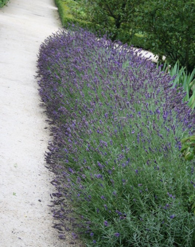Lavendel Hidcote Blue
