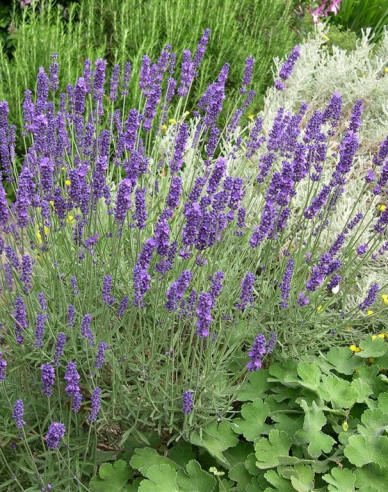 Lavendel Hidcote Blue