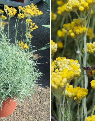 Currykraut (Italienische Strohblume)