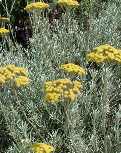 Currykraut (Italienische Strohblume)